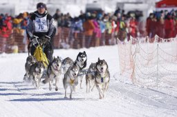 Lenk 2013